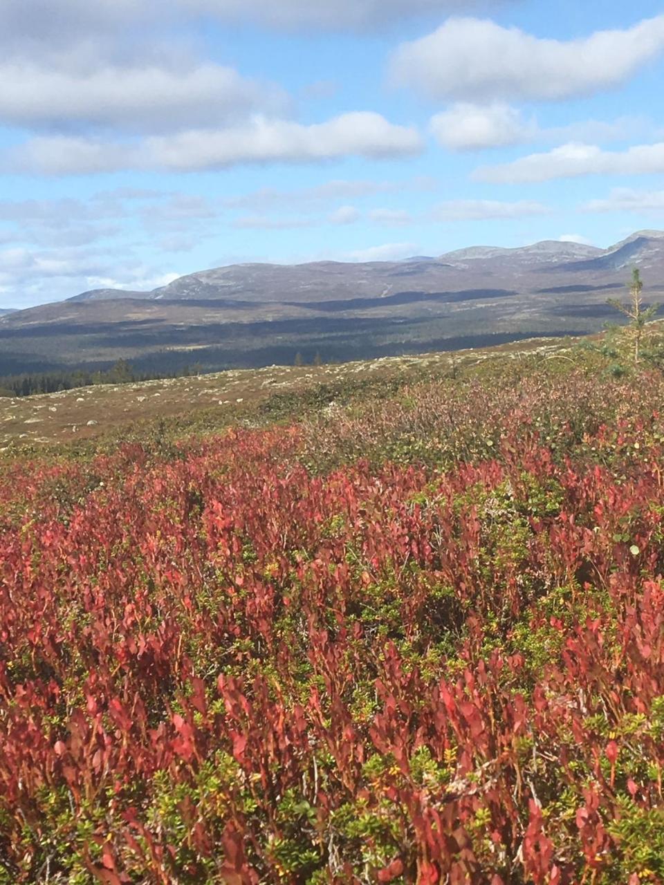 Loevasgardens Fjaellhotell Lovasen Bagian luar foto